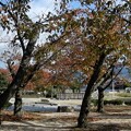 Photos: 花園中央公園桜広場