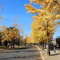 写真: 大阪城公園の銀杏 (1)