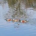 写真: 佐紀池の鴨の列 (3)