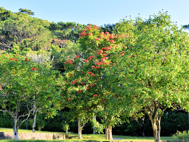 写真: カエンボクの樹