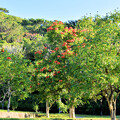写真: カエンボクの樹