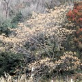 写真: センダンの木 (1)