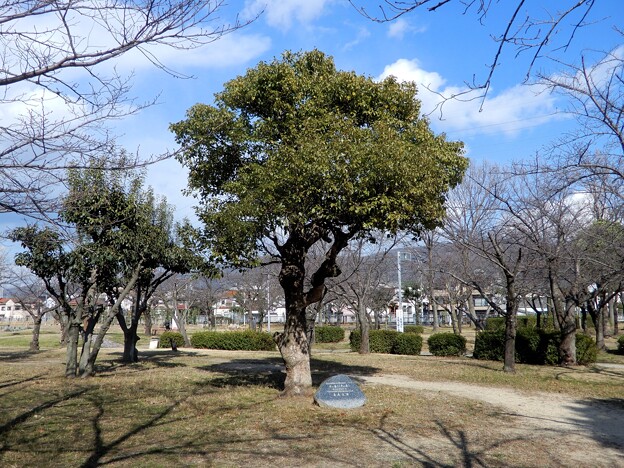 写真: 市の木（くすのき）・東大阪市制20周年記念植樹 (1)