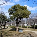市の木（くすのき）・東大阪市制20周年記念植樹 (1)
