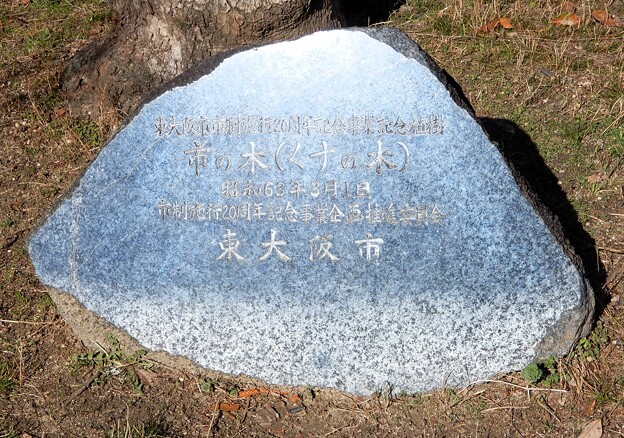 写真: 市の木（くすのき）・東大阪市制20周年記念植樹 (2)