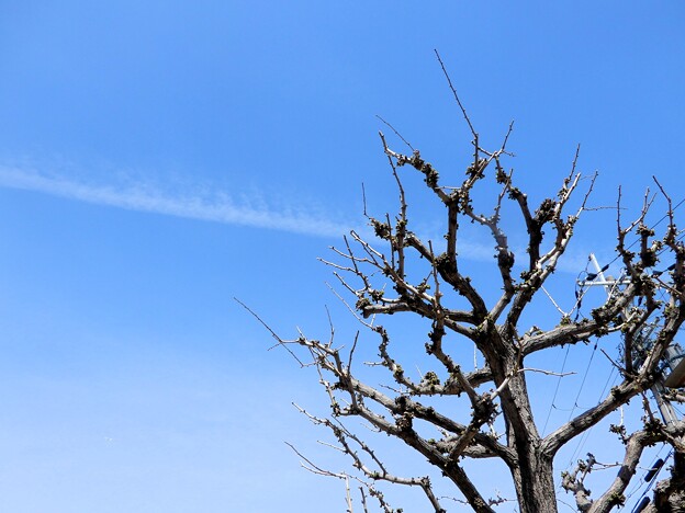 写真: 銀杏の木と飛行機雲