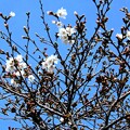 写真: 長門川の桜 (1)