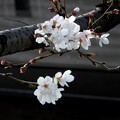 写真: 長門川の桜