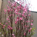 写真: 小阪教会の桃の木