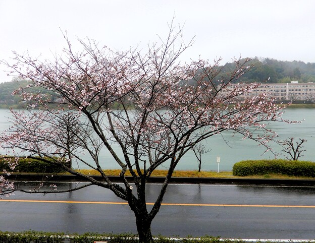 2024年4月健仁会 (3)・瀬田川畔の桜