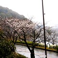2024年4月健仁会 (4)・瀬田川畔の桜