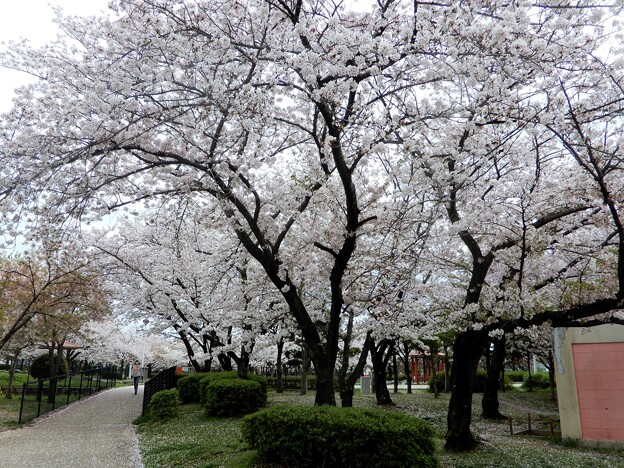 写真: 花園中央公園の桜2024 (1)