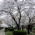 写真: 花園中央公園の桜2024 (1)