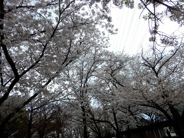 写真: 花園中央公園の桜2024 (2)