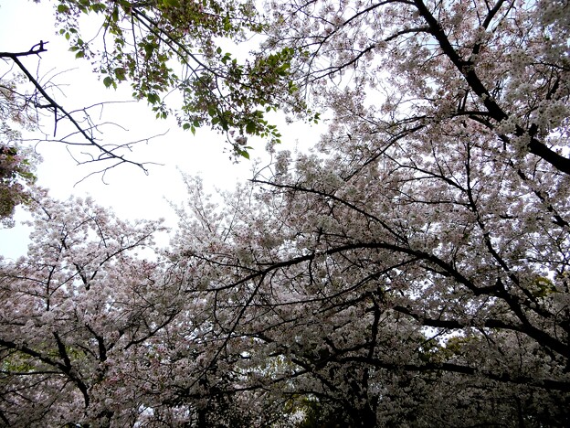 写真: 花園中央公園の桜2024 (3)