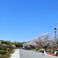 写真: 大阪城公園20240410 (1)