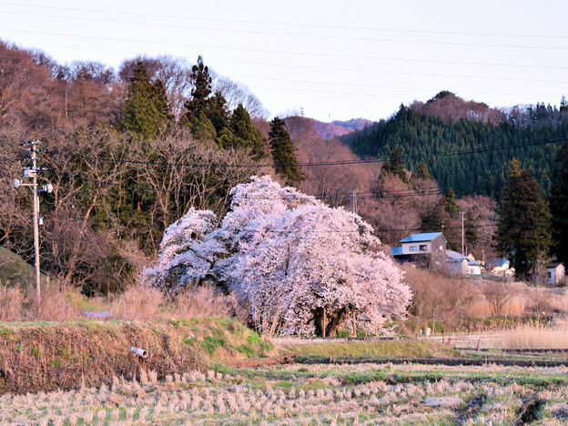 写真: 石部桜
