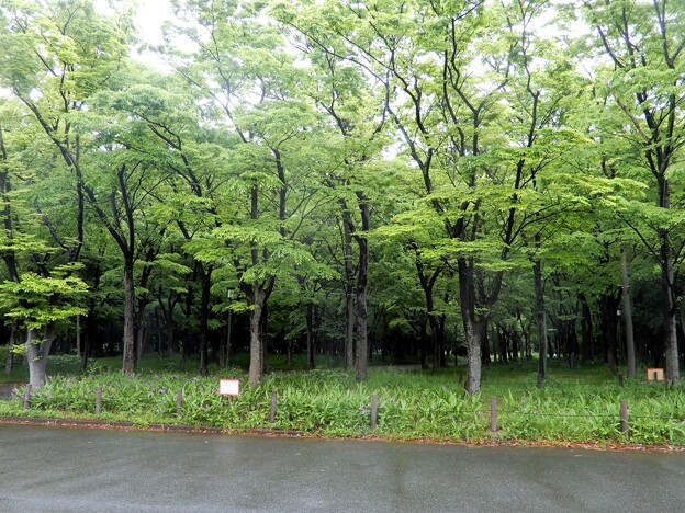 写真: 大阪城公園の森・シランの花