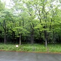 大阪城公園の森・シランの花