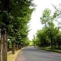 写真: 大阪城公園の銀杏並木・桃園付近