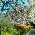 写真: ヤマブキ＆牡丹桜