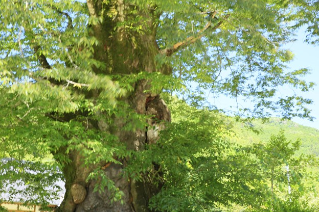 写真: 巨樹・欅