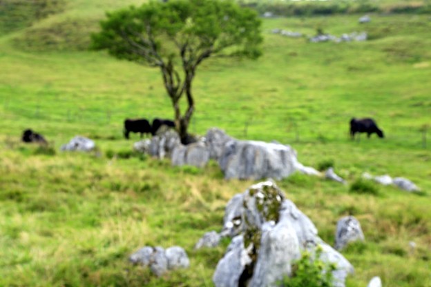 写真: 黒毛和牛の放牧
