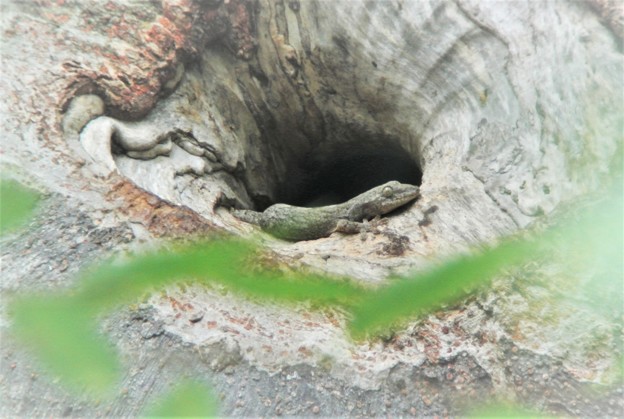 写真: ワカケホンセイインコの巣穴で一休みのヤモリ