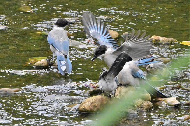 オナガ幼鳥の水遊び