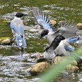写真: オナガ幼鳥の水遊び