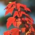写真: トウカエデの紅葉