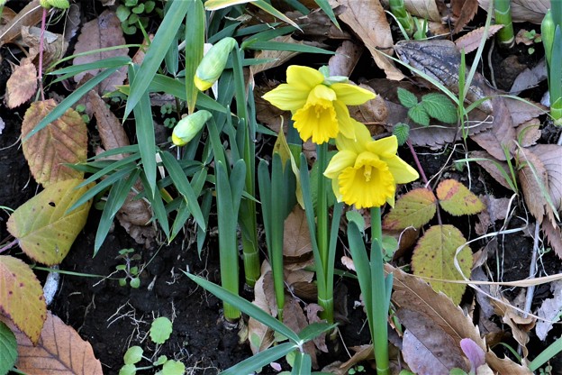 写真: オワンズイセン（黄色）咲きはじめ