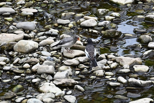 写真: K川・セグロセキレイ、ひなへの給餌