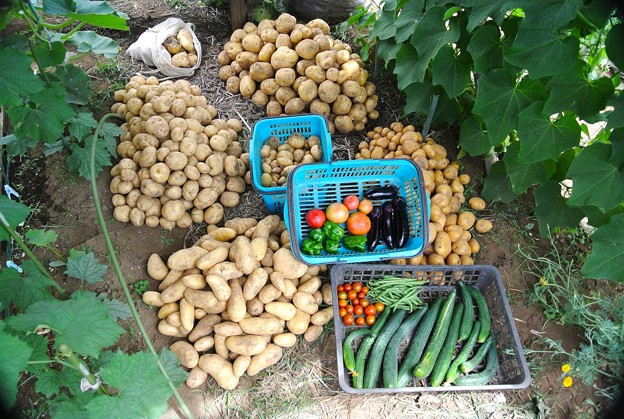菜園・6月26日夏実物と今季最後のジャガイモ収穫