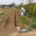 写真: 菜園・ジャガイモ、植込み施肥