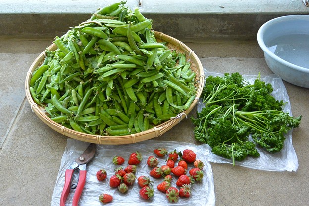 菜園・5月5日 の収穫（エンドウ豆4.9kg）