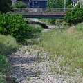 写真: K川・再び涸れ川に・・・