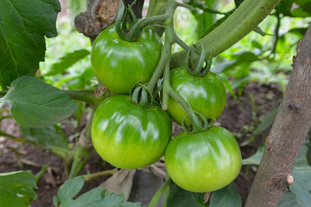 菜園・大玉トマト