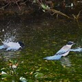 写真: K川・オナガ若鳥たち