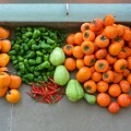 写真: 菜園・11月8日の全体収穫