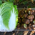 写真: 菜園・ハクサイ&初収穫サトイモ