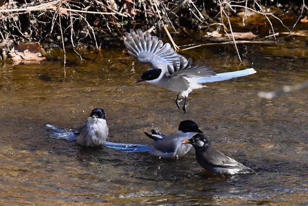 写真: K川・ムクドリと3羽のオナガ水浴び