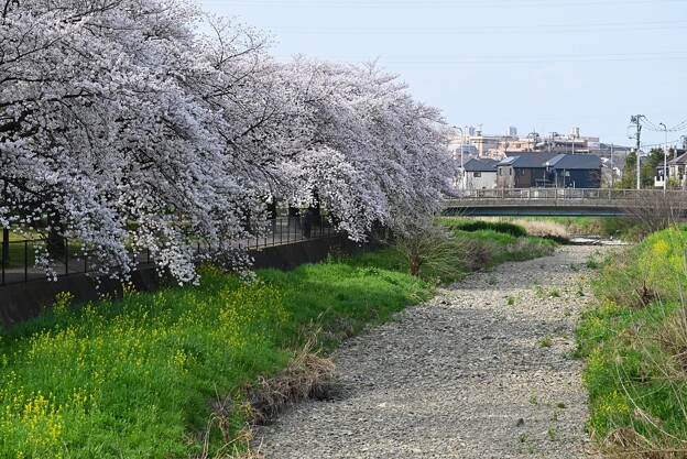 K川・桜並木と涸れ川