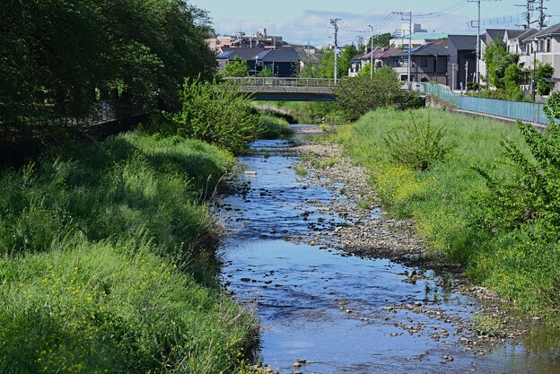 写真: K川・涸れ川一転豊富な水流が・・