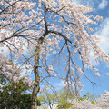 Photos: 2104枝垂桜