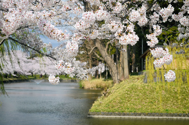 写真: 2104鶴岡公園のお堀端の桜03