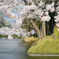 Photos: 2104鶴岡公園のお堀端の桜03