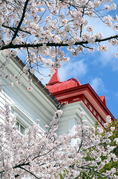 写真: 2104大寶館と桜