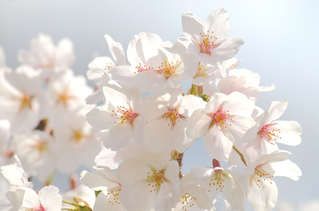 Photos: 2104桜（余白無し）