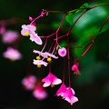 写真: 和の花